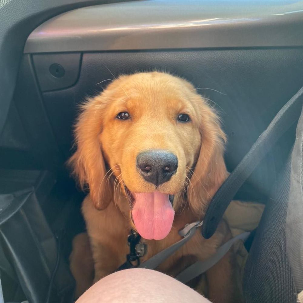 Meet your Posher, Brody